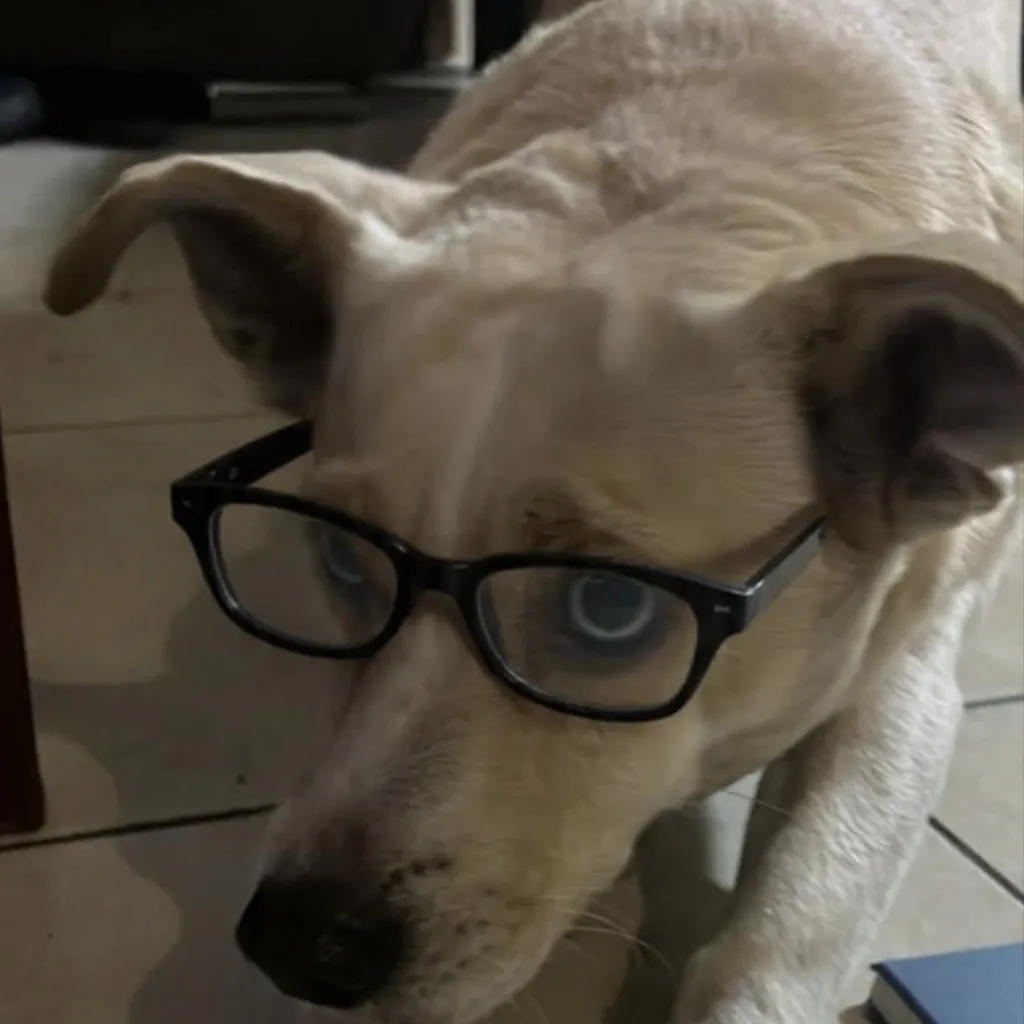 chat with ai character: El perro IQ