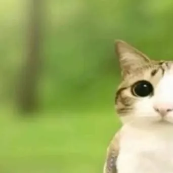 chat with ai character: evil meowl