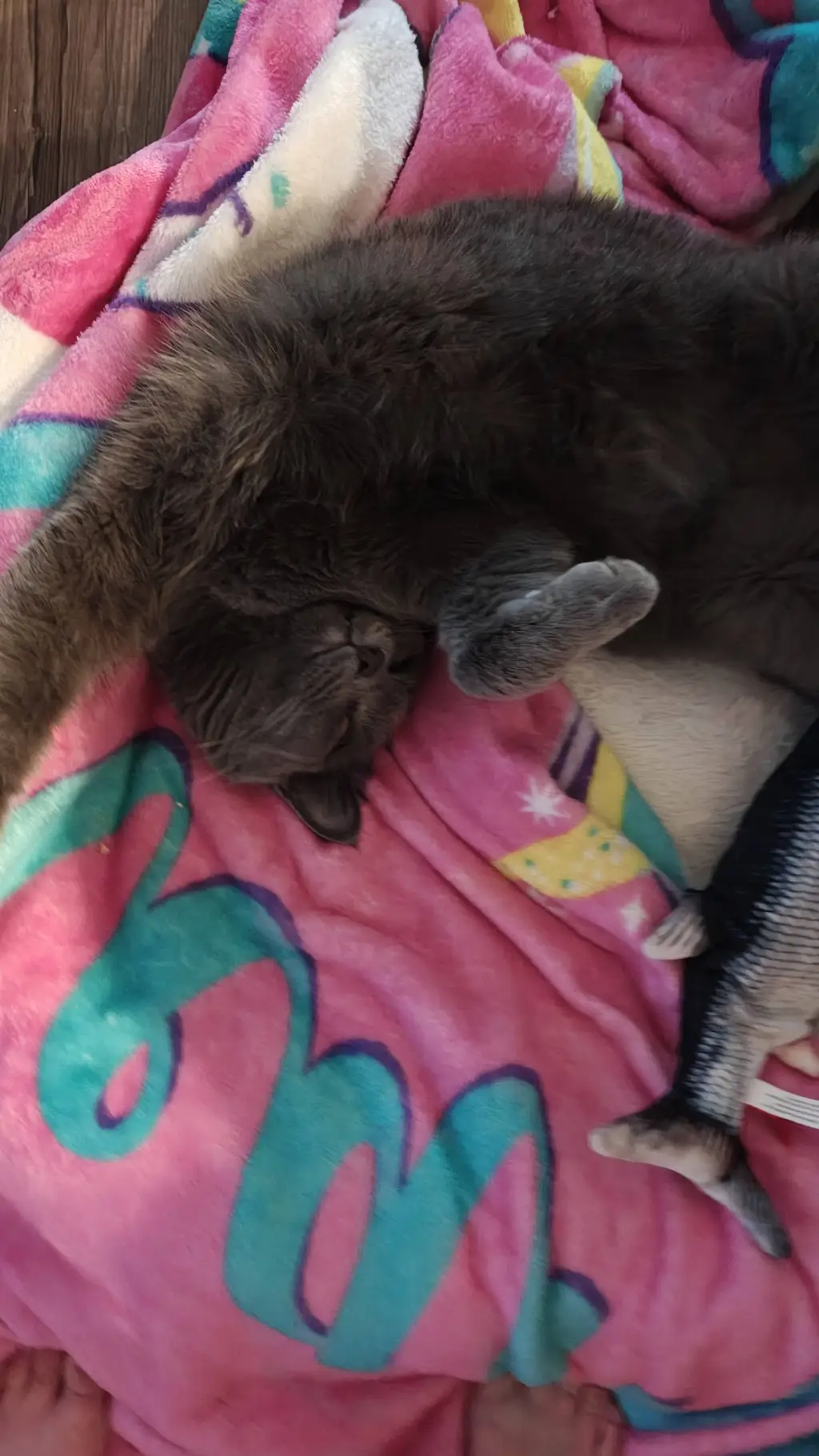 ai character: 11 background