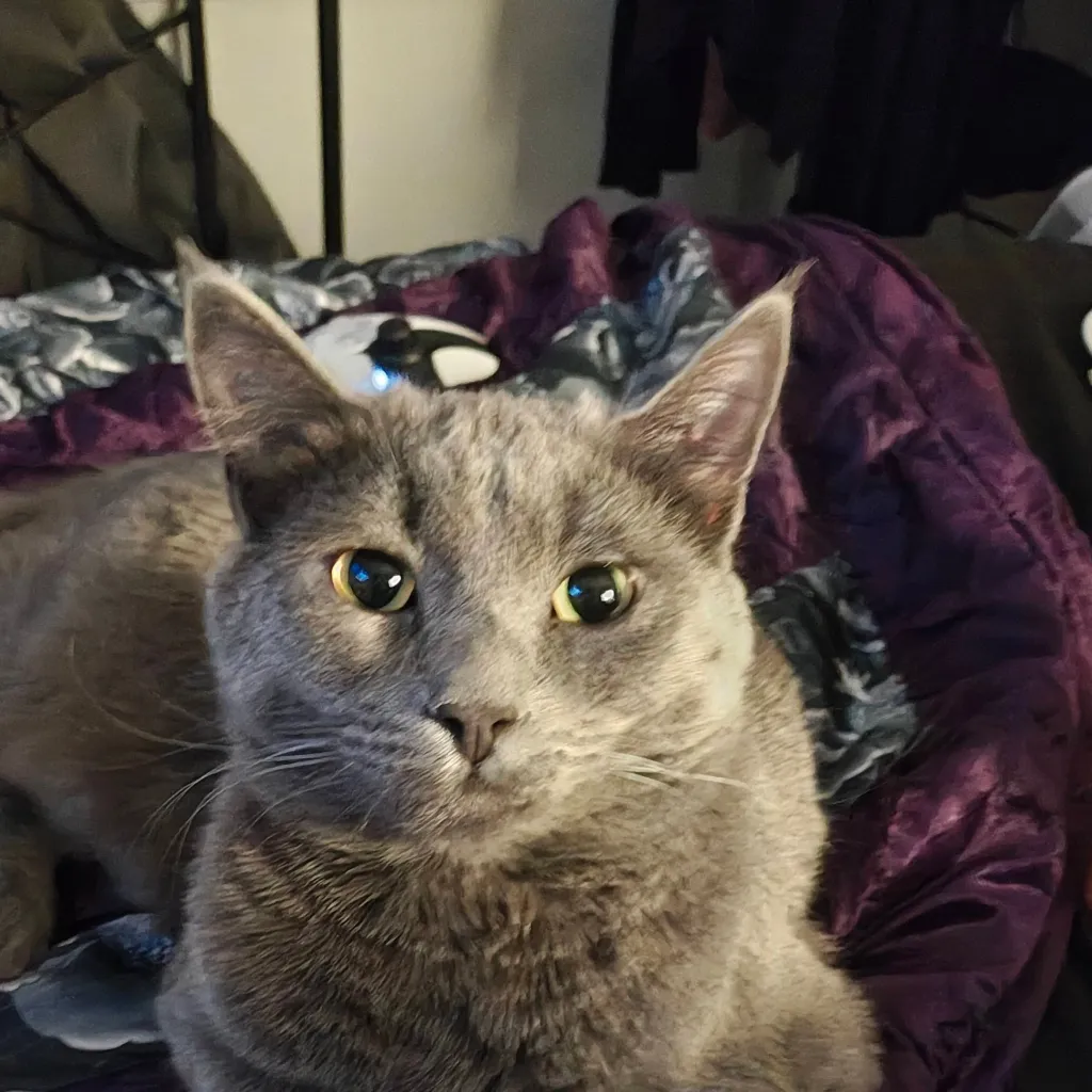 chat with ai character: Happy Valentine's 