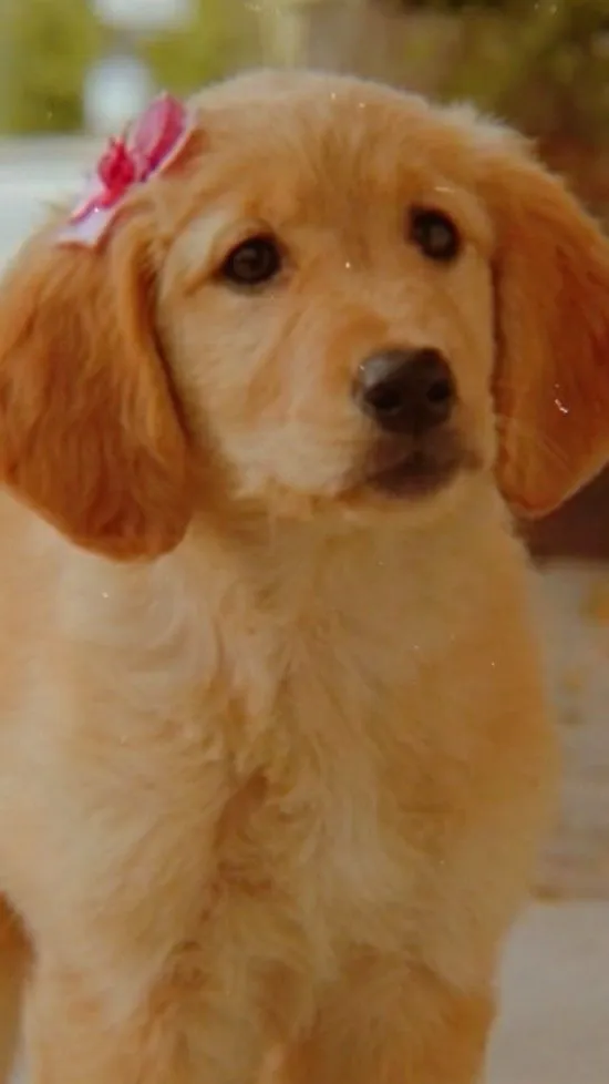 ai character: RoseBud background