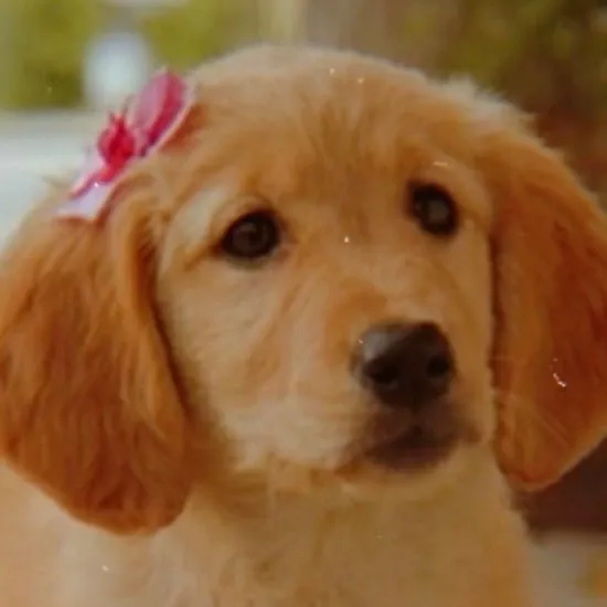 chat with ai character: RoseBud