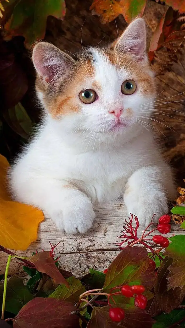 ai character: Fpe (Breaking up) background