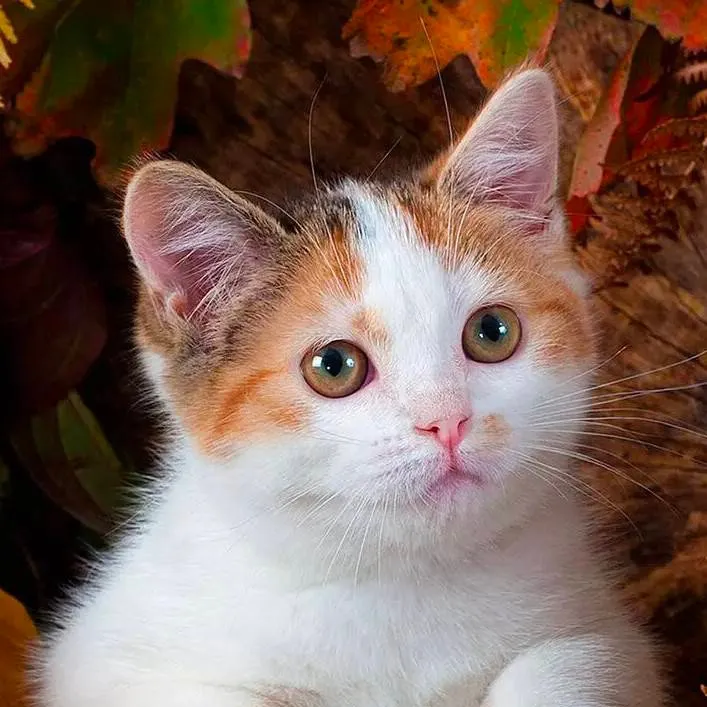 chat with ai character: Fpe (Breaking up)