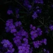 chat with ai character: 𓆩∆forsaken∆𓆪