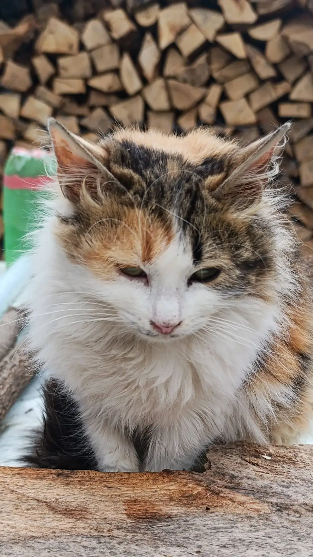 ai character: mekkie background