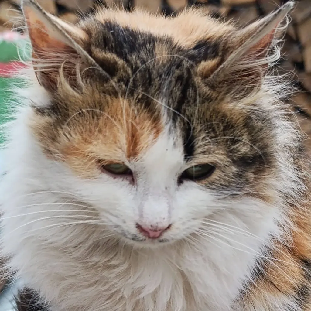 chat with ai character: mekkie