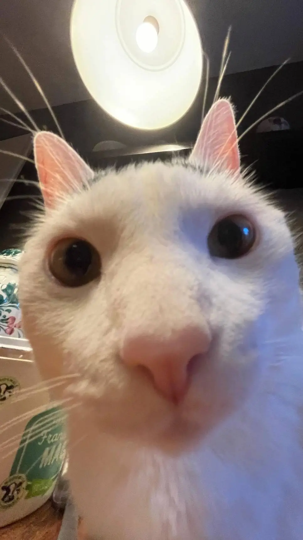 ai character: CETTTERRRR background