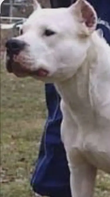ai character: Dogo argentino  background