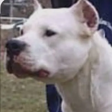 chat with ai character: Dogo argentino 