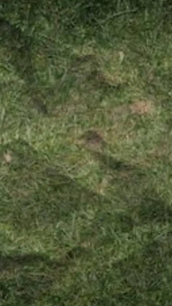 ai character: Grass!!! background