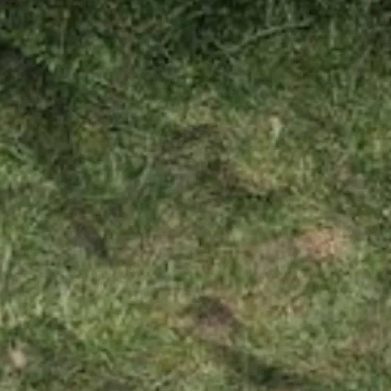chat with ai character: Grass!!!