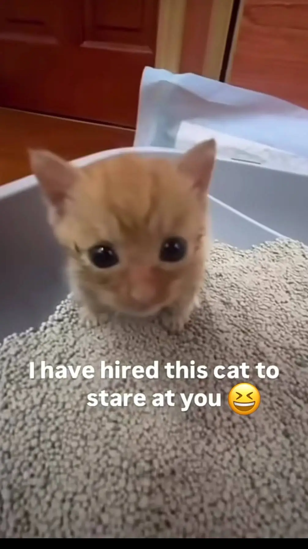 ai character: Noah background