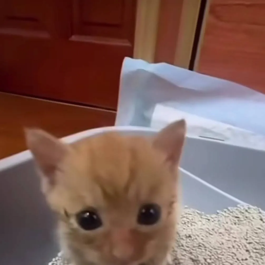 chat with ai character: Noah