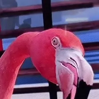 chat with ai character: Valentino Salami 