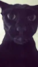 ai character: Larry background