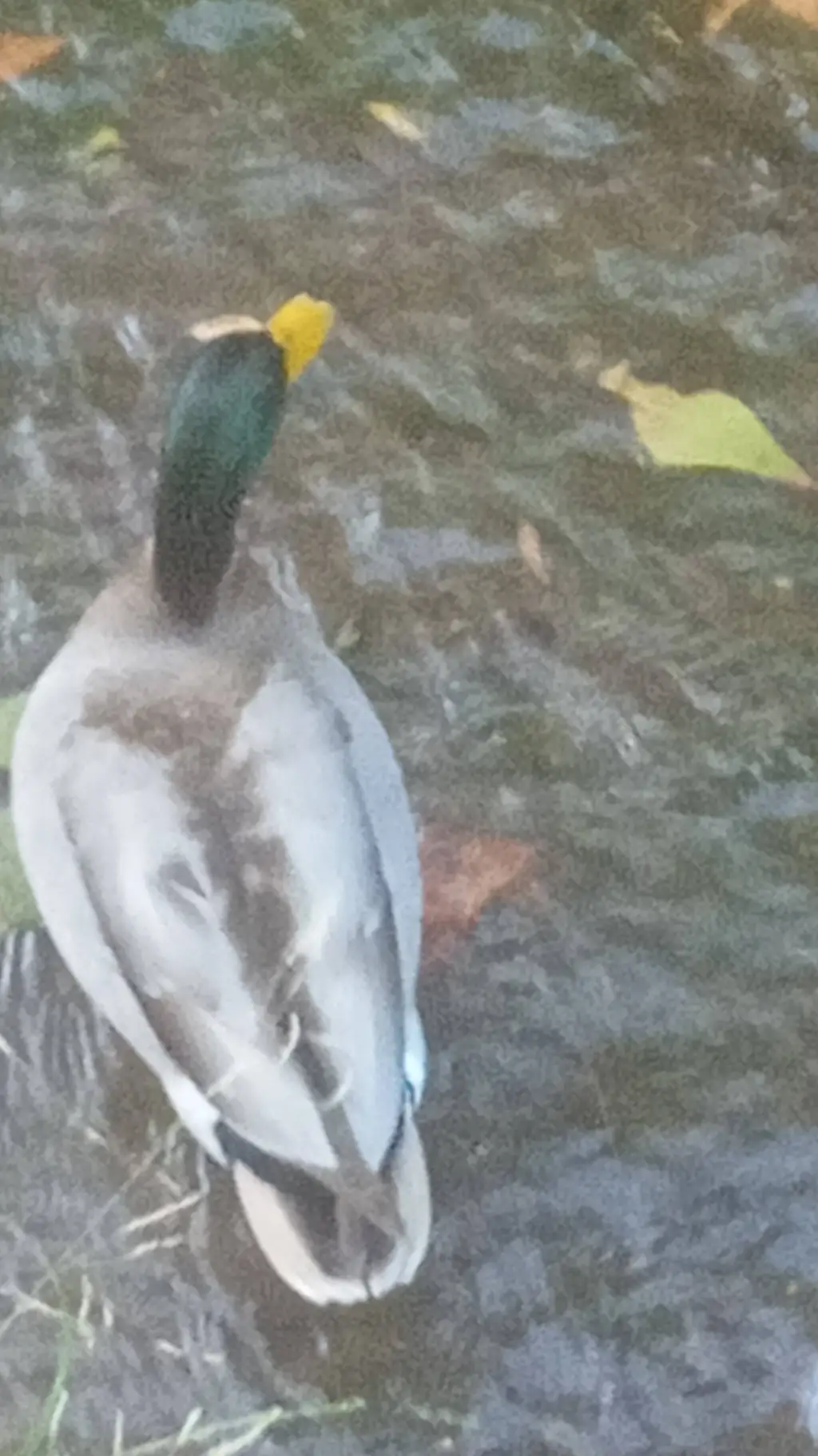 ai character: canard background