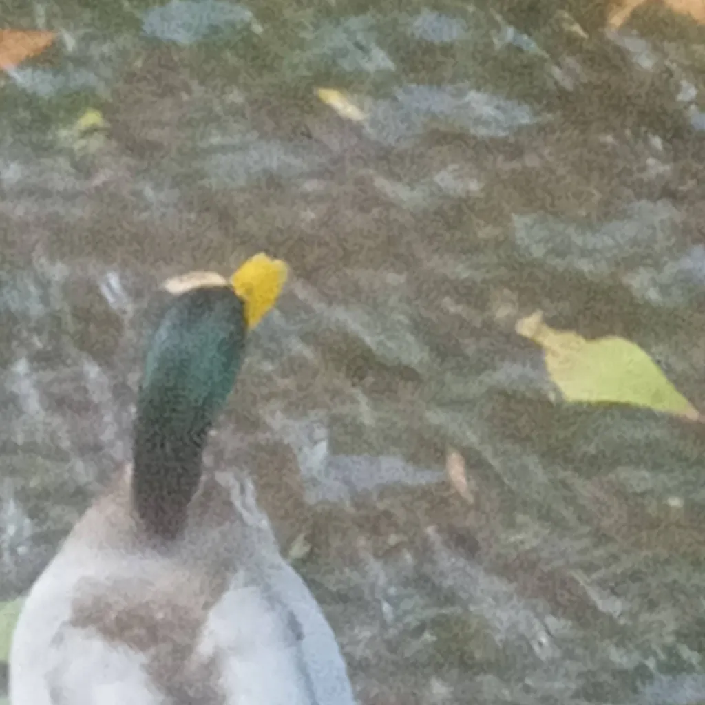 chat with ai character: canard