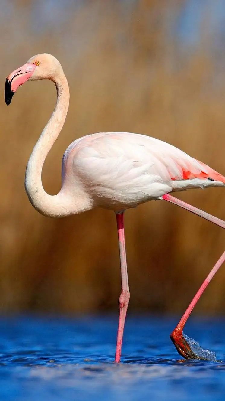 ai character: fem flamingo TF TG background
