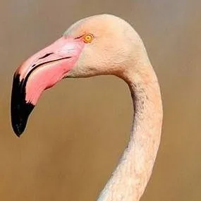 chat with ai character: fem flamingo TF TG