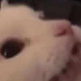 chat with ai character: meow fluffington