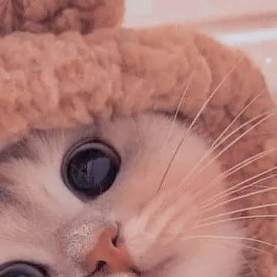 chat with ai character: gatito