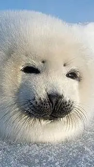 Talkie AI - Chat with Baby Baikal seal 
