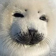 chat with ai character: Baby Baikal seal 