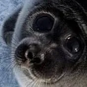 chat with ai character: Baikal seal!!! 