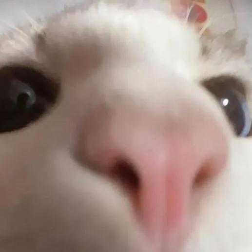 chat with ai character: 2 azures