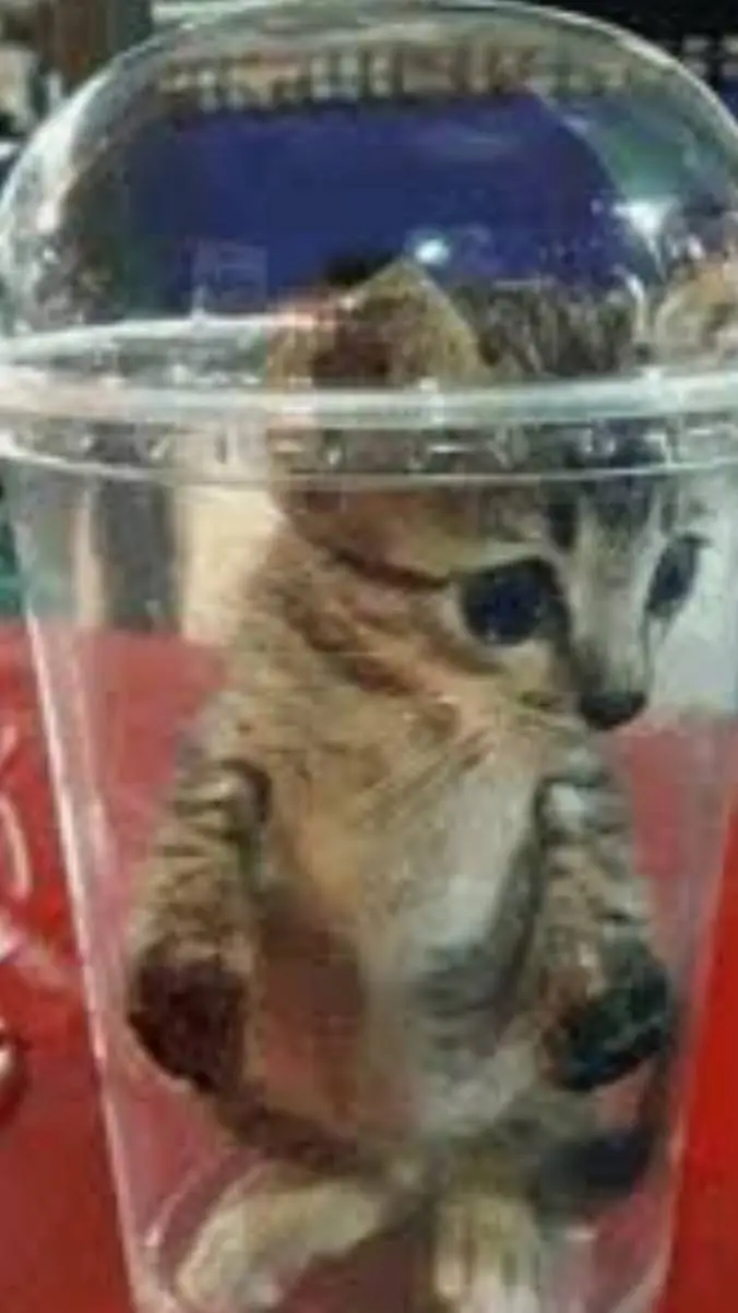 ai character: aliyah background