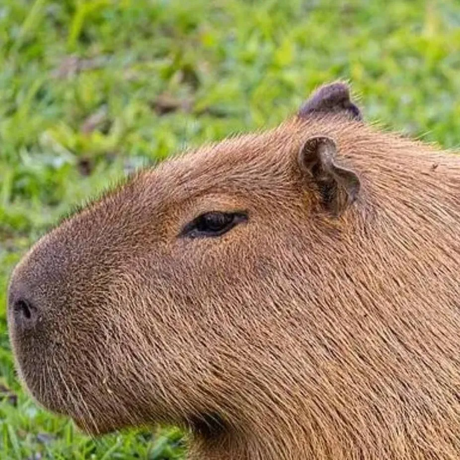 chat with ai character: capybara 