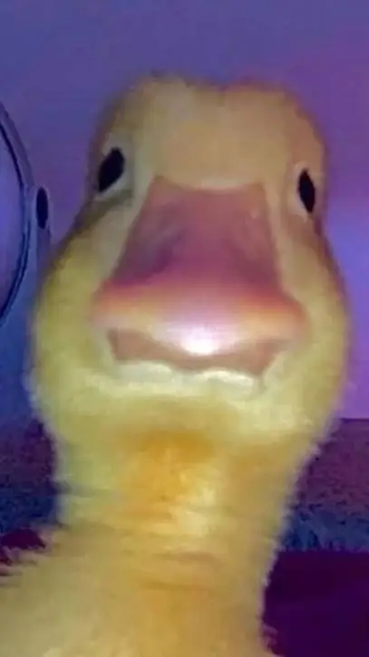 ai character: DUCKZ background