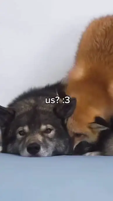 ai character: ♡chak♡ background