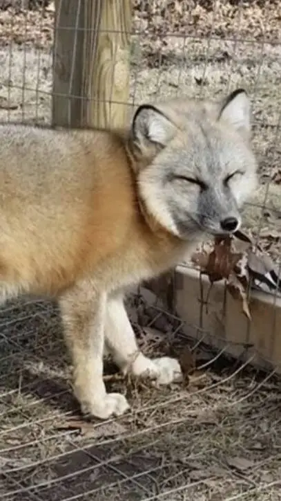 ai character: Hybrid fox background