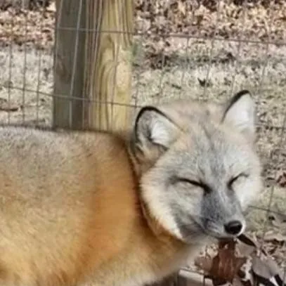 chat with ai character: Hybrid fox
