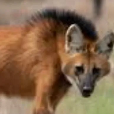 chat with ai character: 🦊~Maned fox~🦊