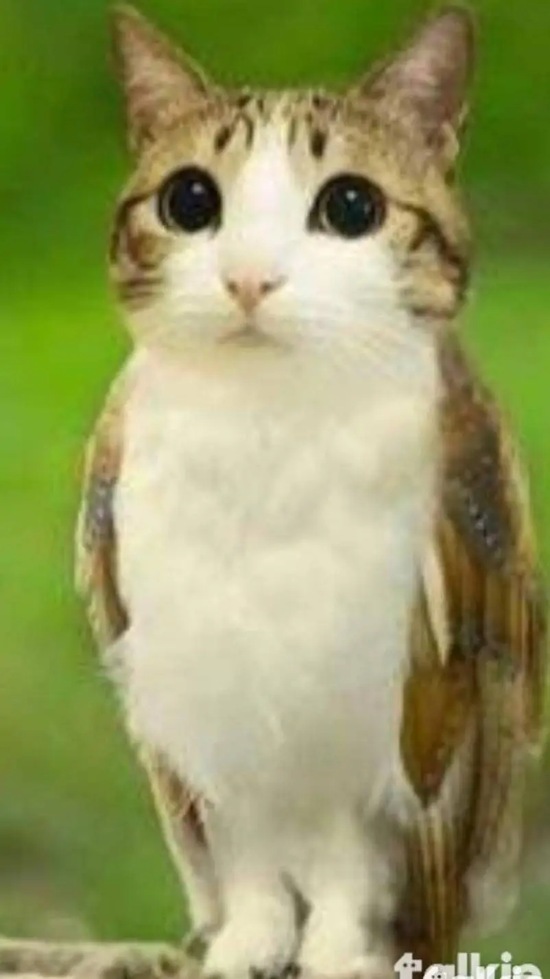 ai character: gato búho 😼😼😼😼😼😼😼 background