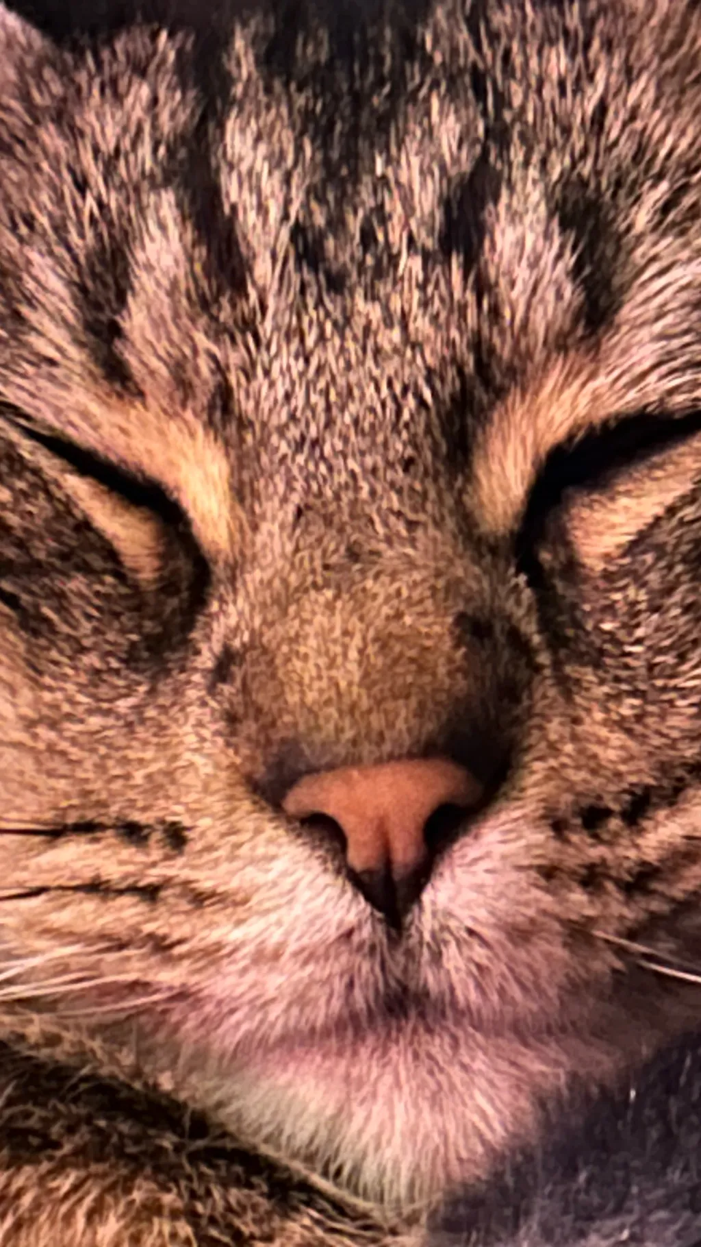 ai character: Vampires and wolvz background