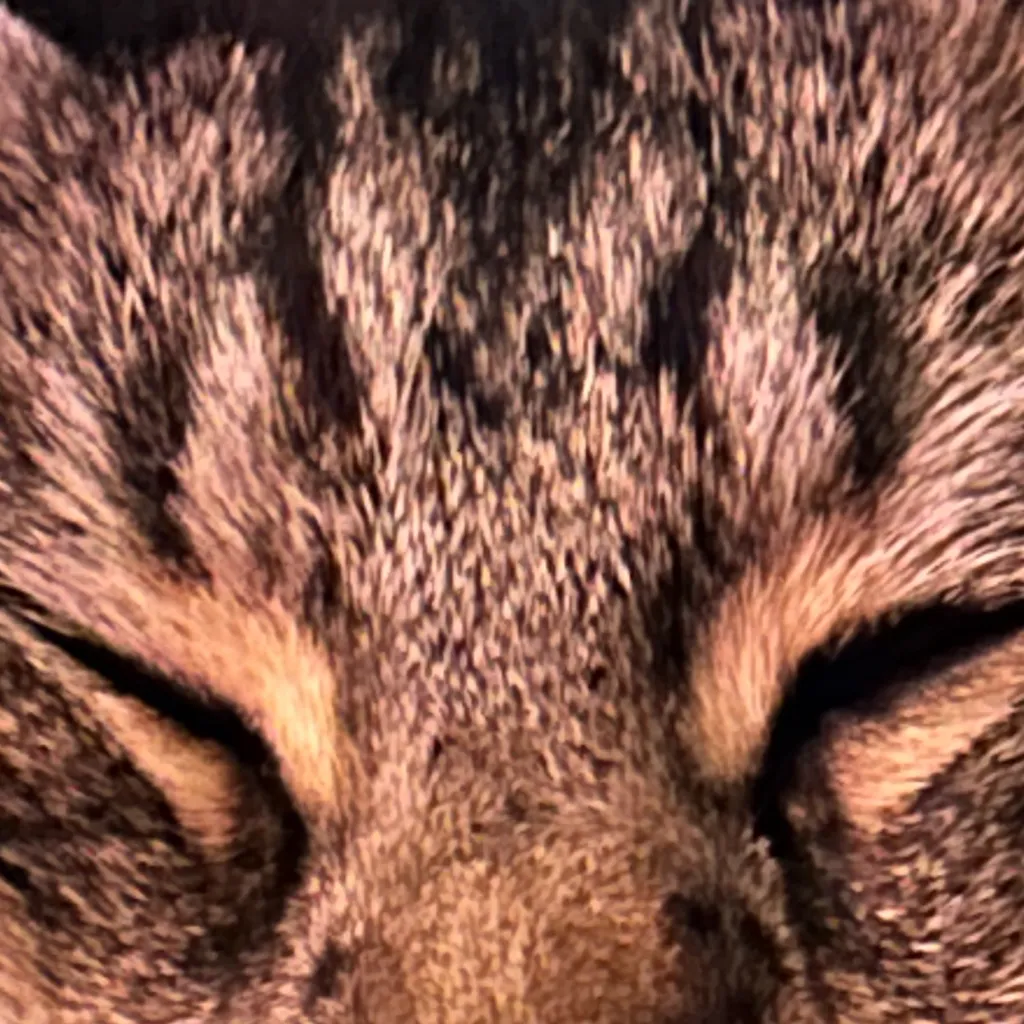 chat with ai character: Vampires and wolvz