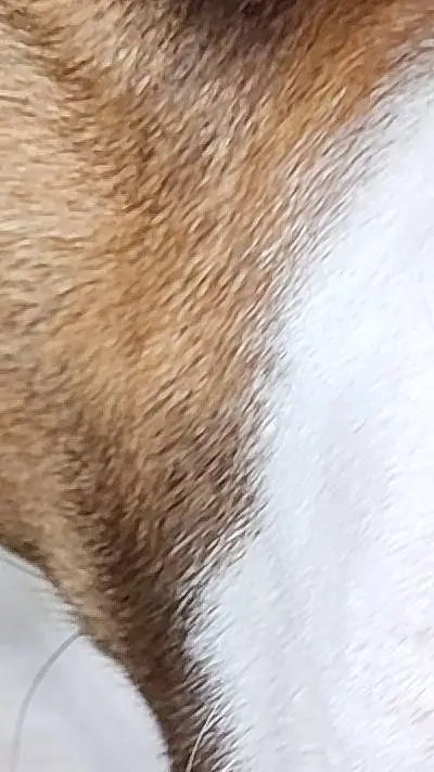 ai character: Honey background