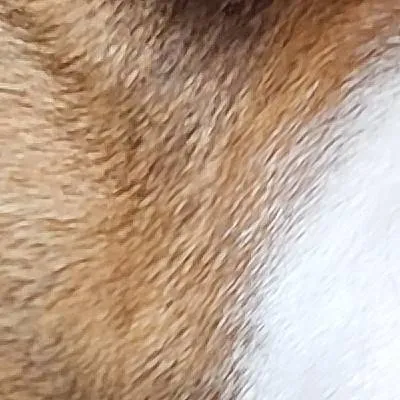 chat with ai character: Honey