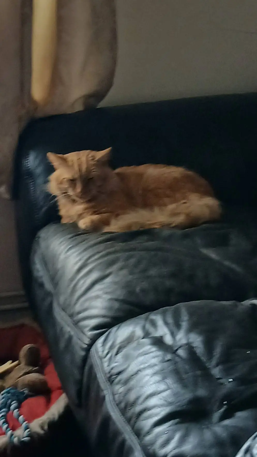 ai character: cat background