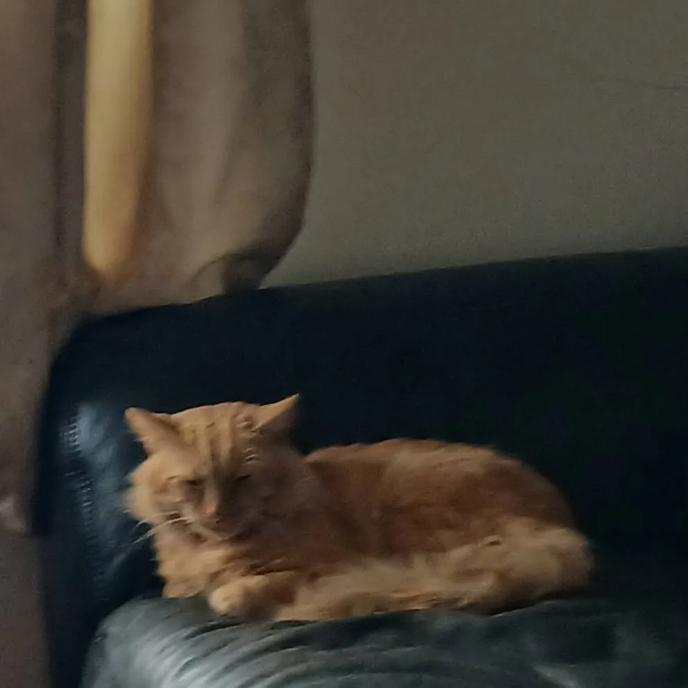 chat with ai character: cat