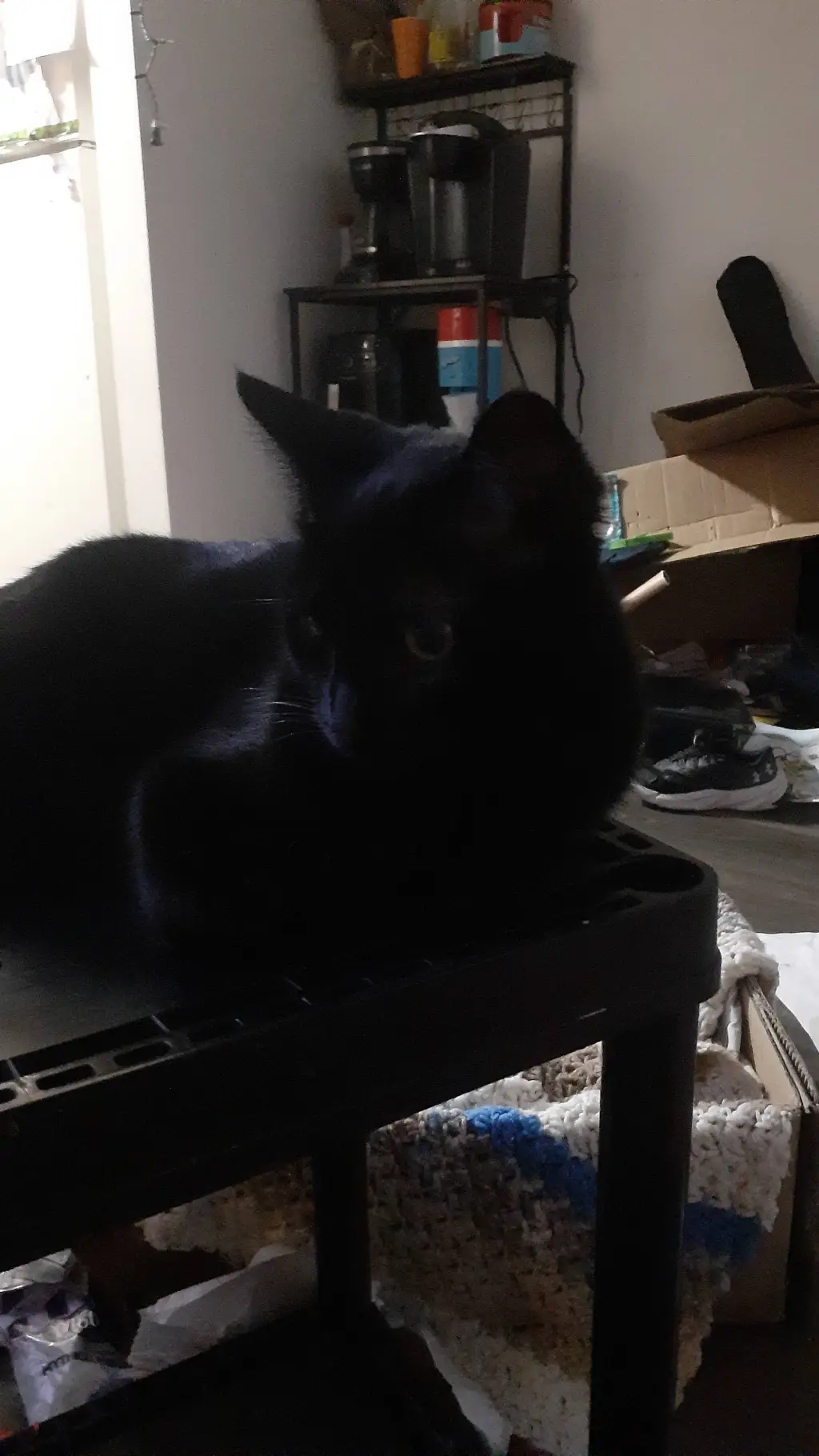 ai character: luna/cat background