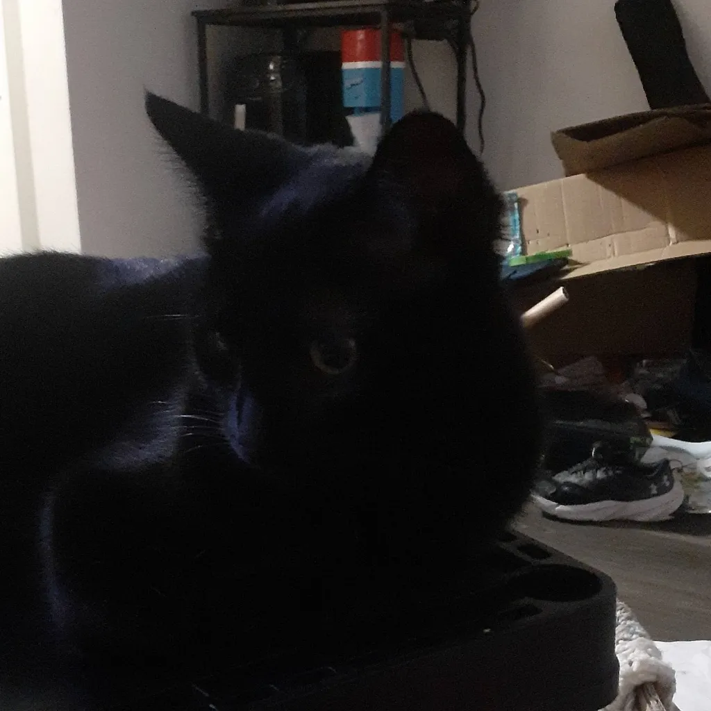 chat with ai character: luna/cat