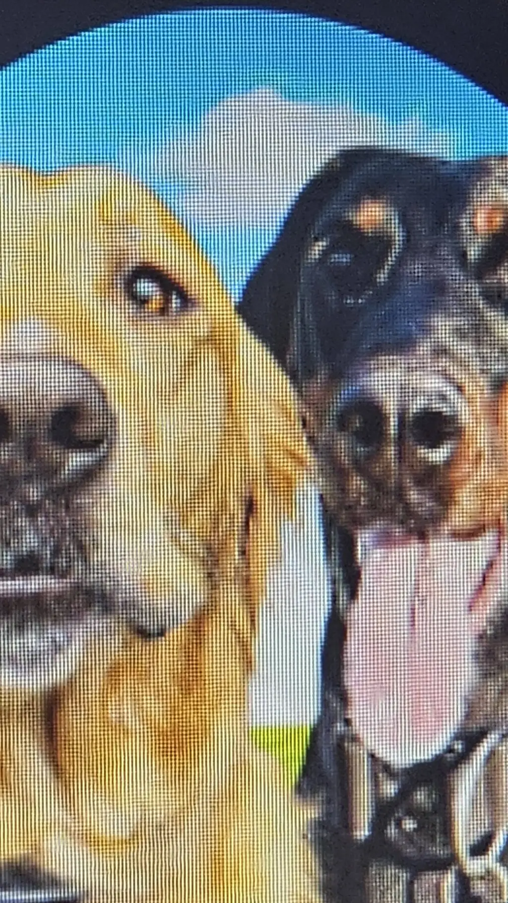 ai character: thegoldenkobefam background