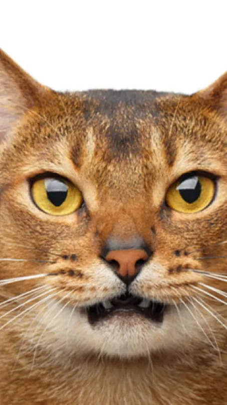 ai character: Stiven. background