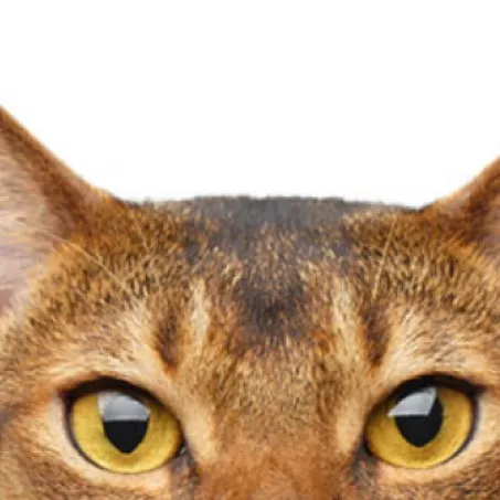 chat with ai character: Stiven.