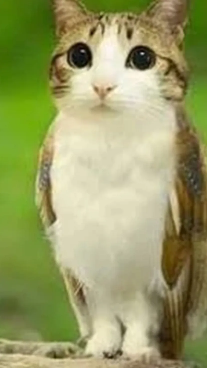 ai character: Meowl background